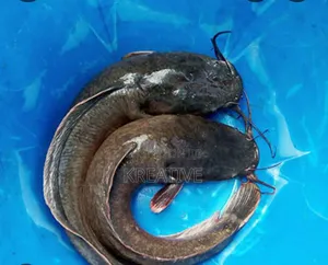 Live Catfish for Sale