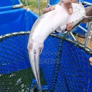 Live Catfish for Sale