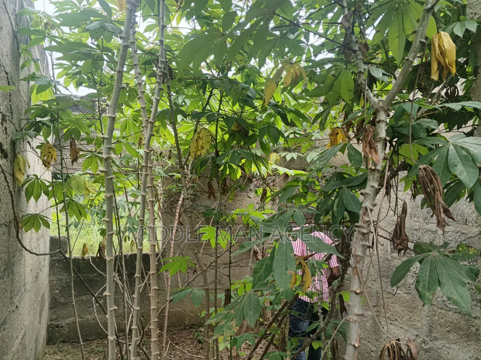 12bdrm House in Ejisu-Juaben Municipal for sale