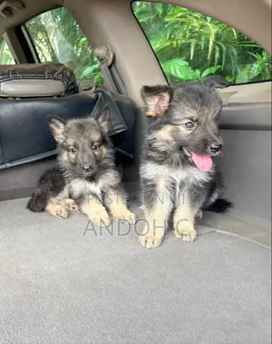 1-3 months Female Purebred German Shepherd