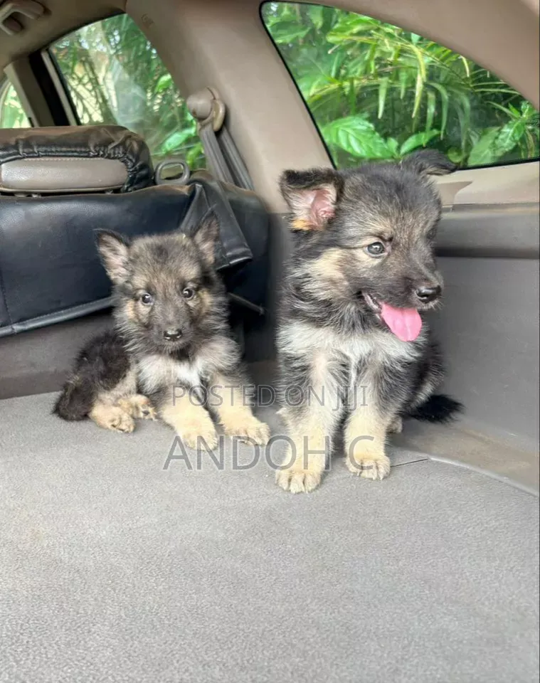 1-3 months Female Purebred German Shepherd