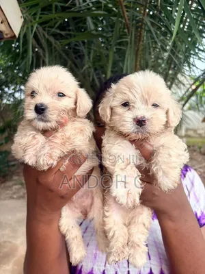 1-3 months Male Purebred Poodle
