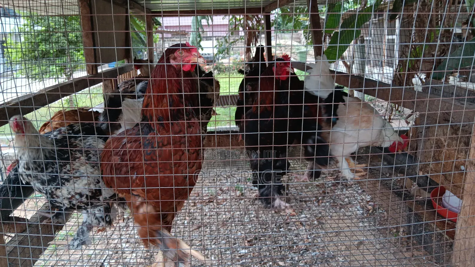 Hybrid Brahma Birds