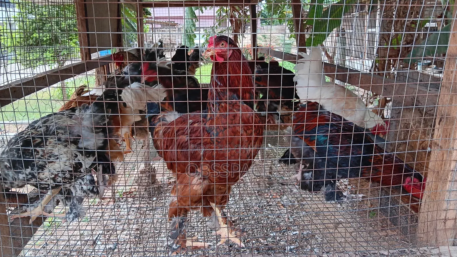 Hybrid Brahma Birds