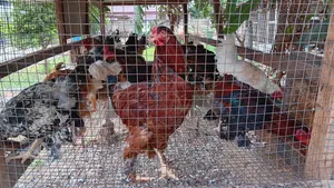 Hybrid Brahma Birds