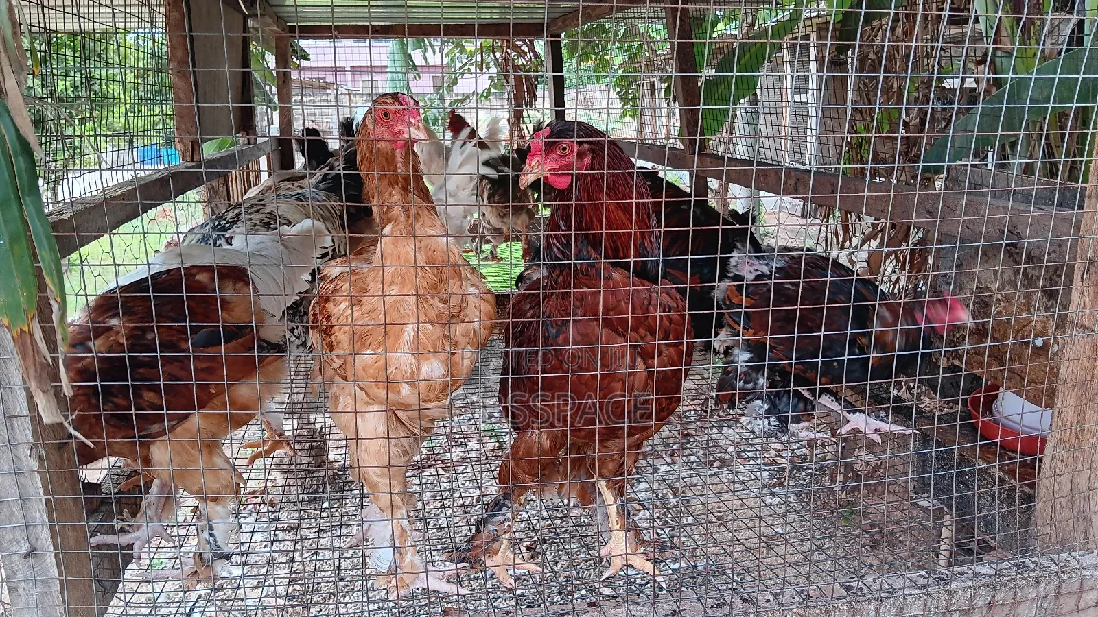 Hybrid Brahma Birds
