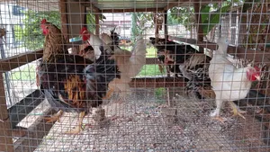 Hybrid Brahma Birds