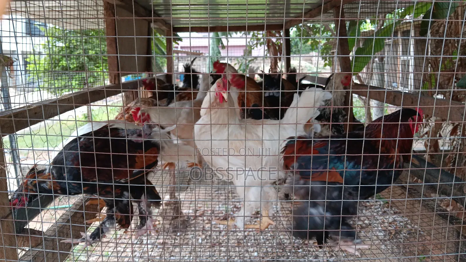 Hybrid Brahma Birds