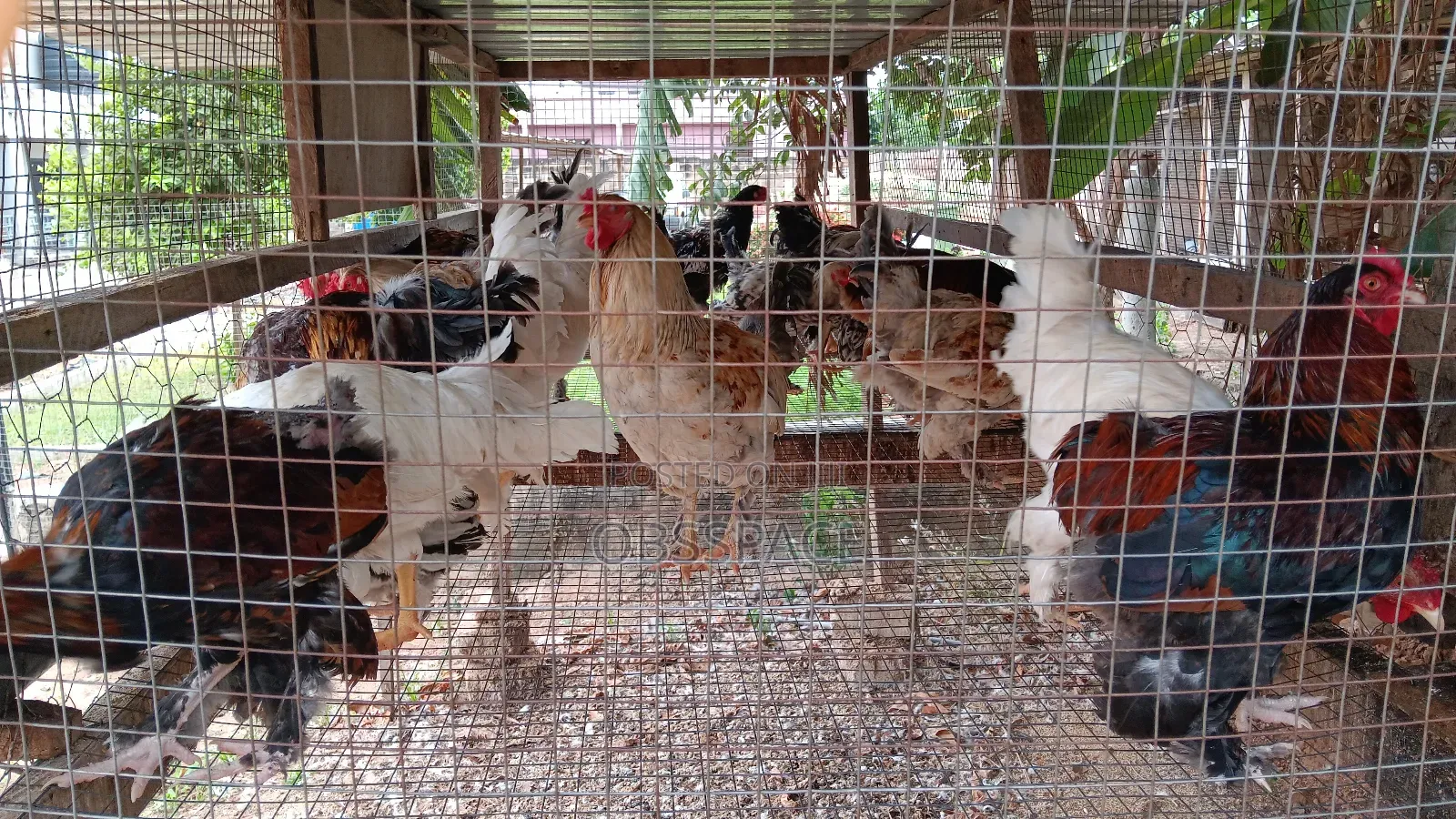 Hybrid Brahma Birds