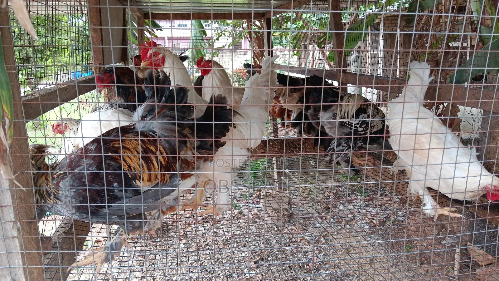 Hybrid Brahma Birds
