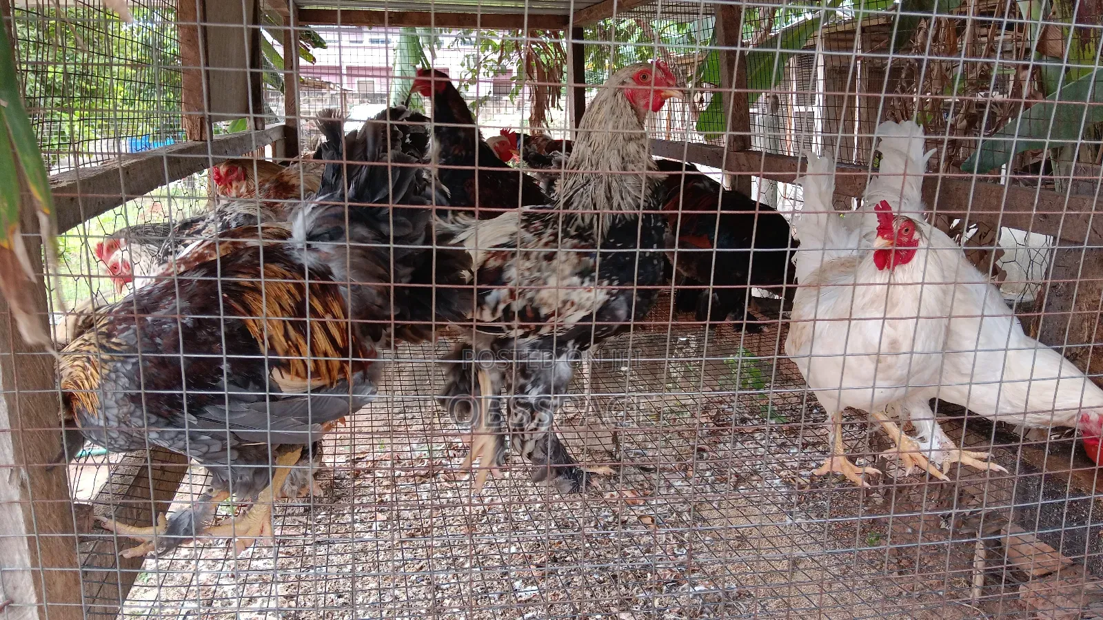 Hybrid Brahma Birds