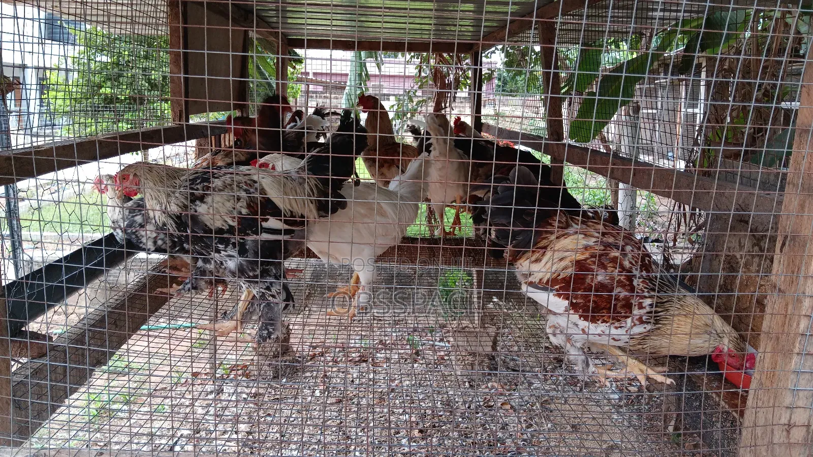 Hybrid Brahma Birds