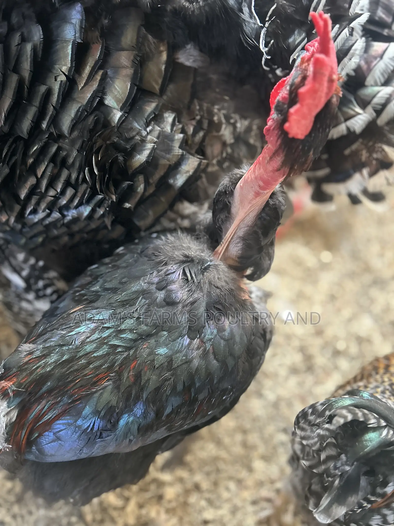 Naked Neck Chickens Available!