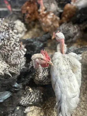 Naked Neck Chickens Available!