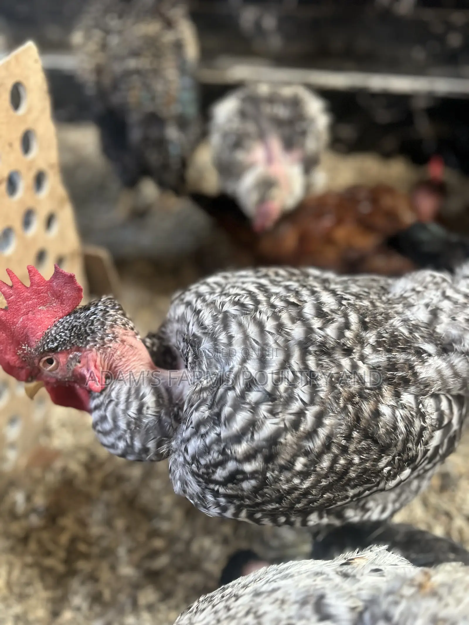 Naked Neck Chickens Available!