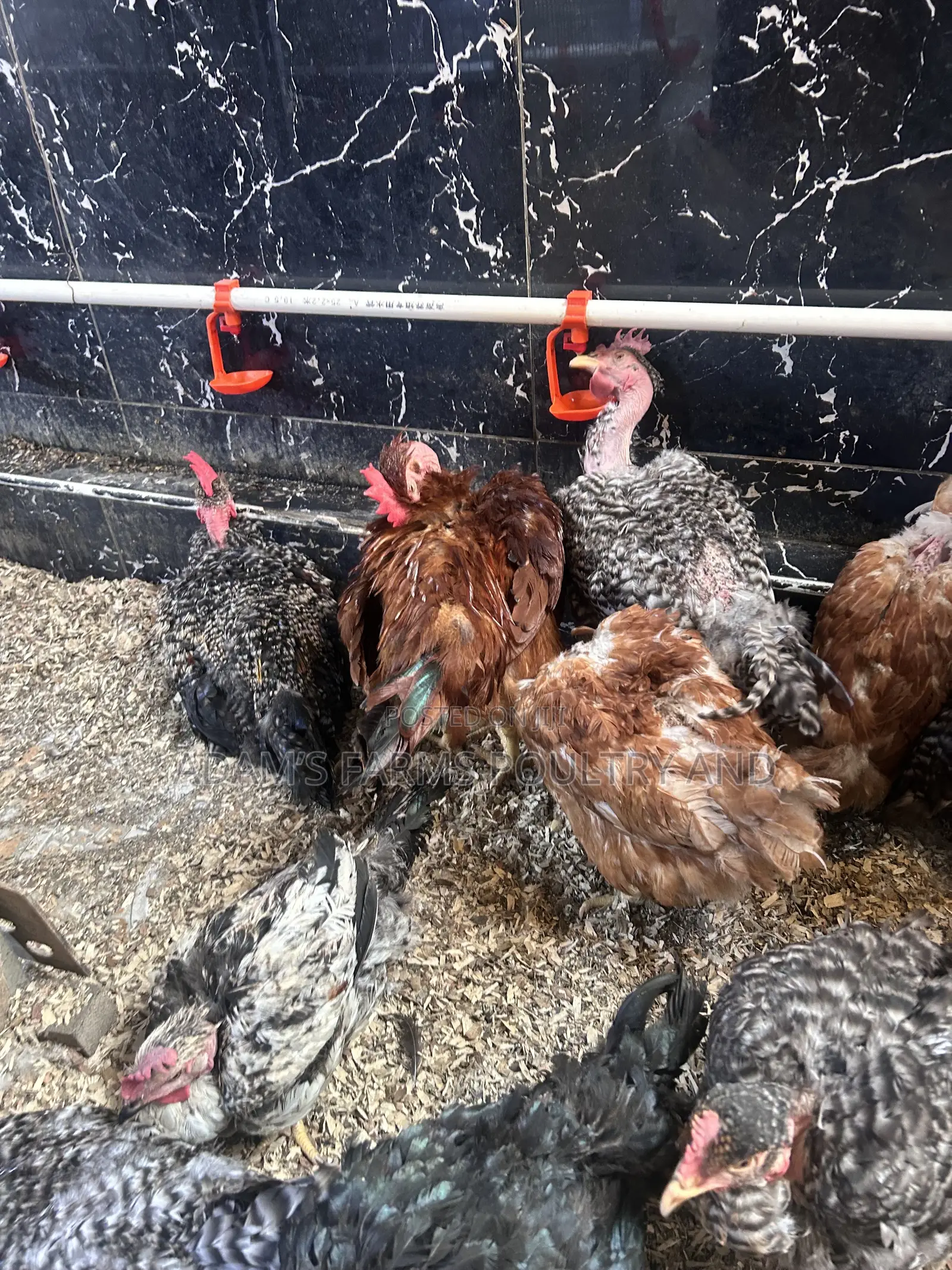 Naked Neck Chickens Available!
