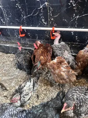 Naked Neck Chickens Available!