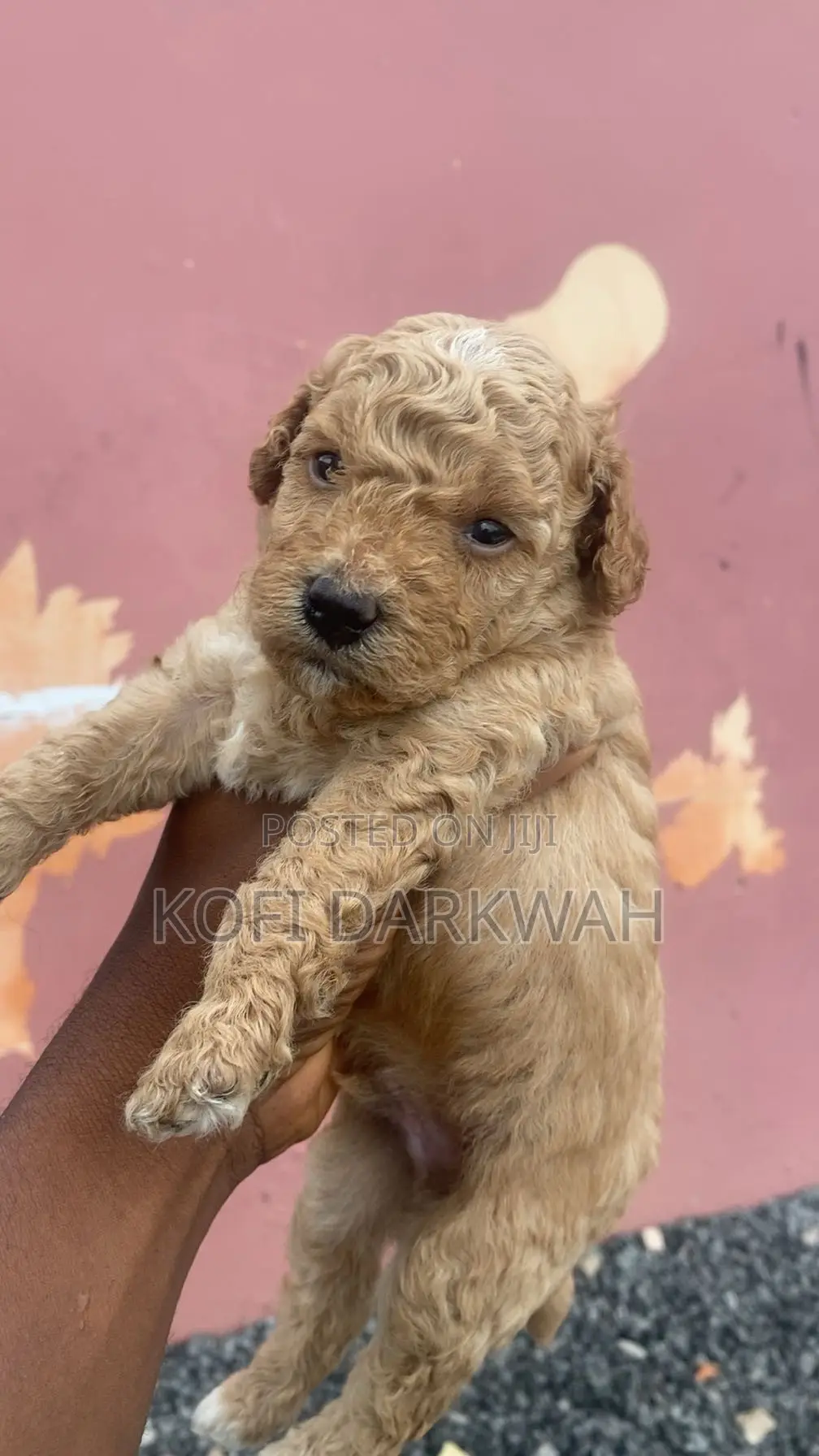 1-3 months Female Purebred Poodle