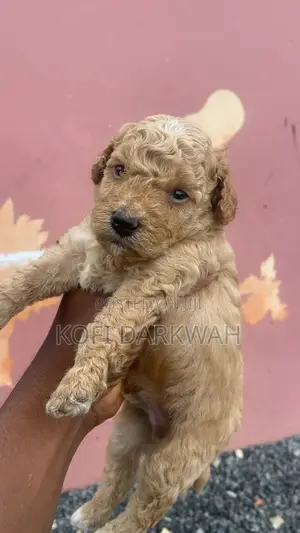 1-3 months Female Purebred Poodle