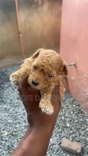 1-3 months Female Purebred Poodle
