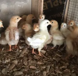Day Old Layers