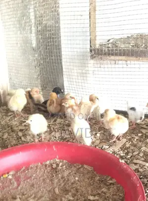 Foreign Kurioler Day Old