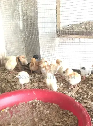 Foreign Kurioler Day Old