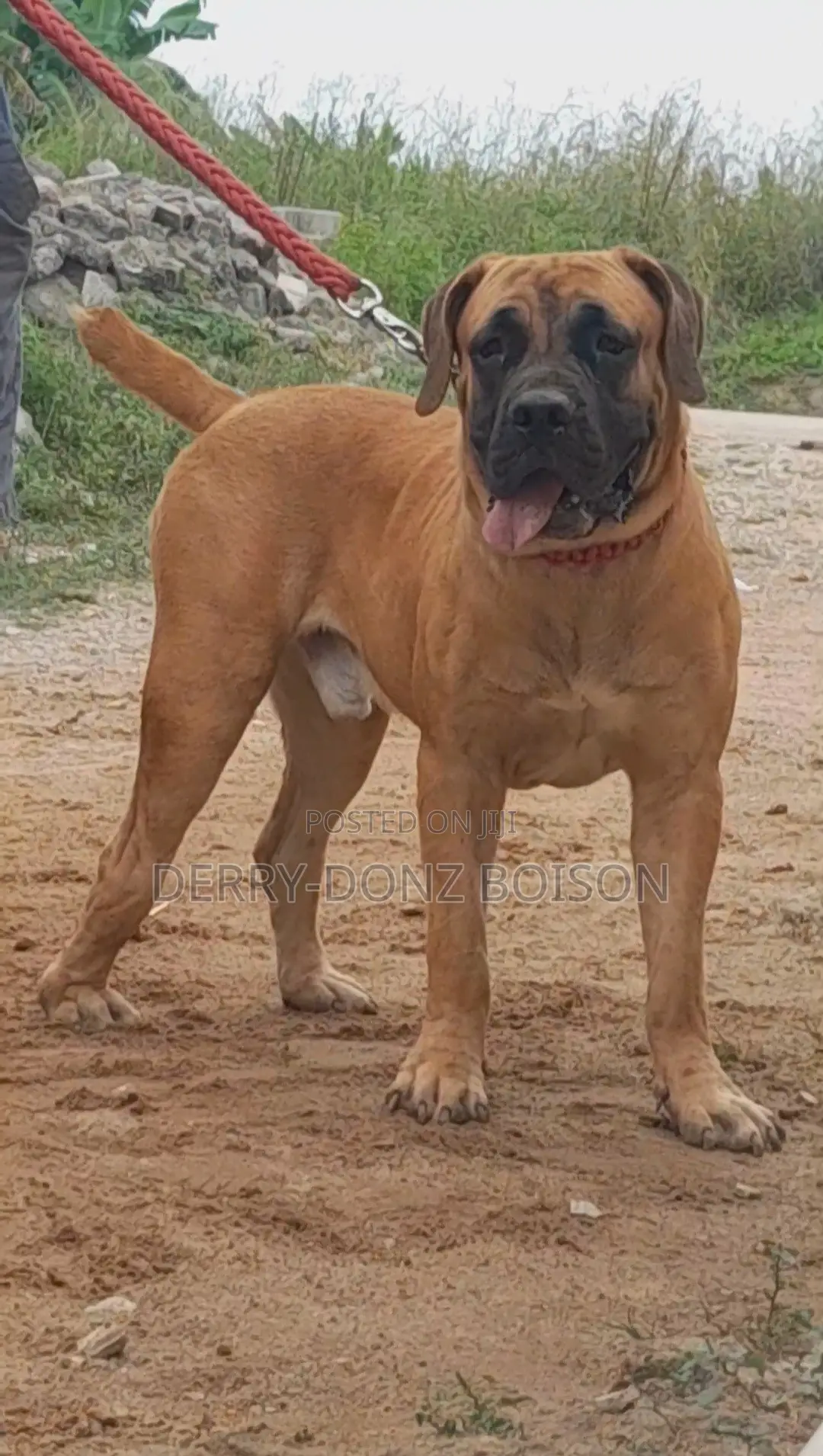 1+ year Male Purebred Boerboel