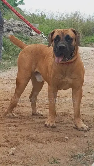 1+ year Male Purebred Boerboel