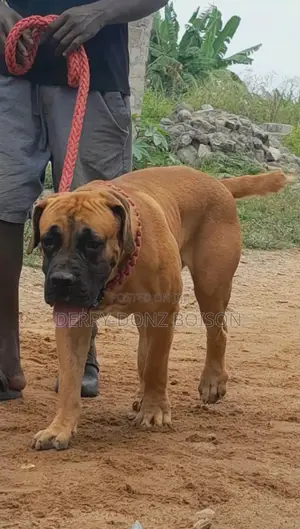 1+ year Male Purebred Boerboel