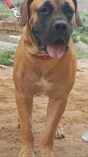 1+ year Male Purebred Boerboel