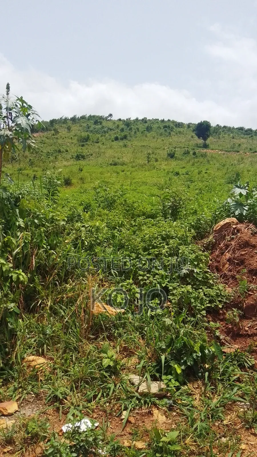 10 Acres of Hillside Land