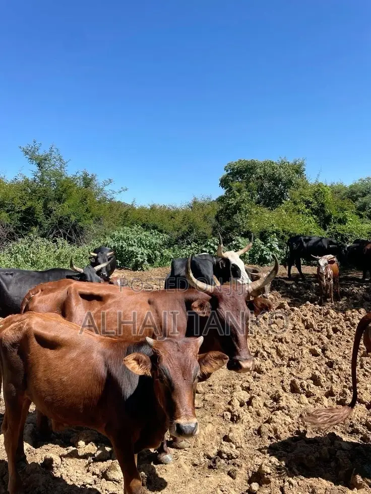 Cows for Sell