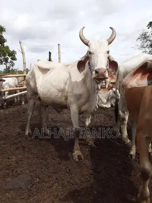 Cows for Sell