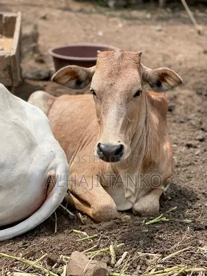 Cows for Sell