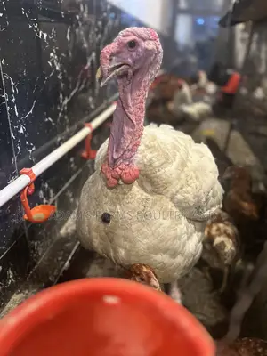 Mature Broad Breasted Turkeys for Sale!
