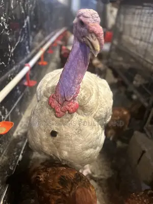 Mature Broad Breasted Turkeys for Sale!