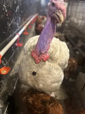 Mature Broad Breasted Turkeys for Sale!