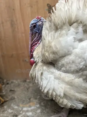 Mature Broad Breasted Turkeys for Sale!