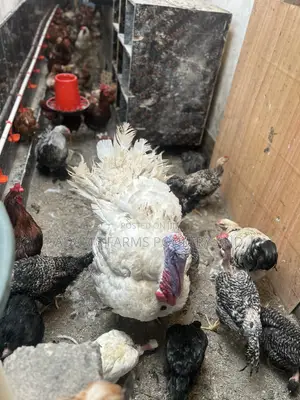 Mature Broad Breasted Turkeys for Sale!