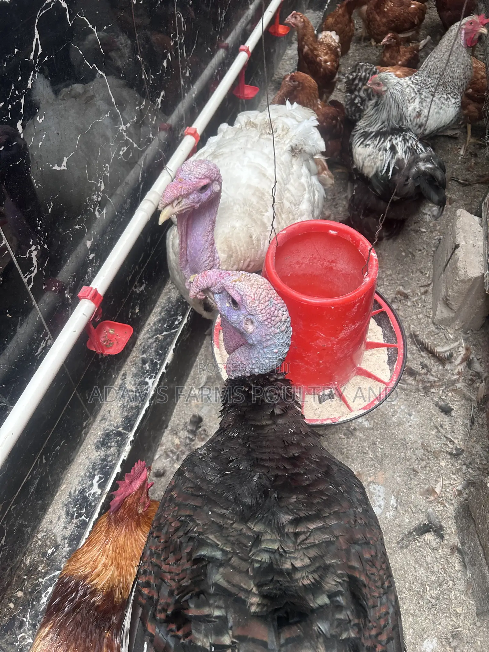 Mature Broad Breasted Turkeys for Sale!