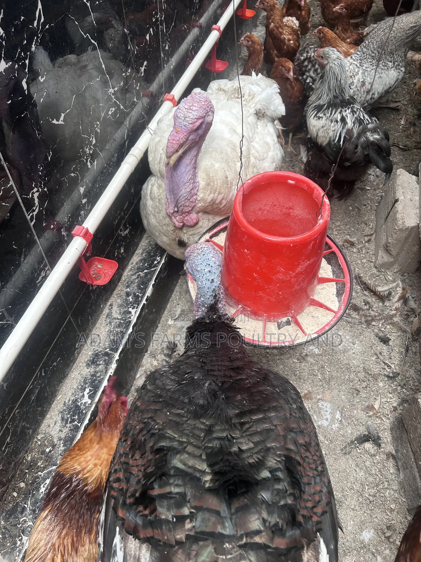 Mature Broad Breasted Turkeys for Sale!