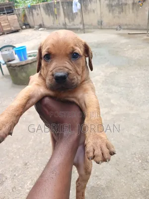 0-1 month Male Purebred Dog