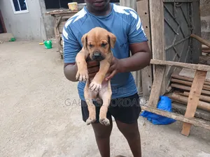 0-1 month Male Purebred Dog