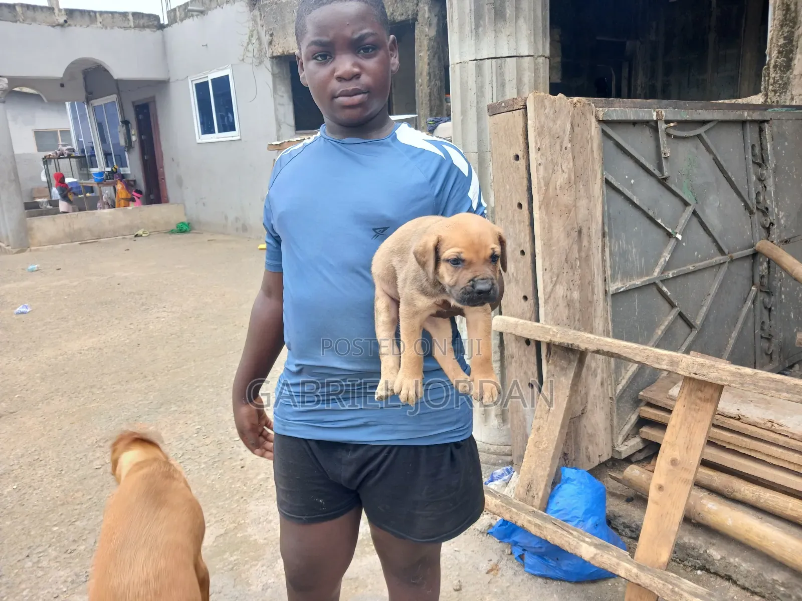 0-1 month Male Purebred Dog