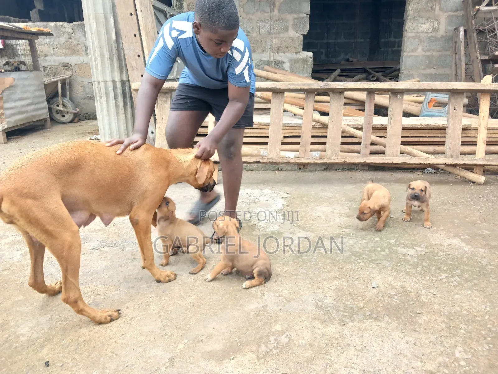 0-1 month Male Purebred Dog