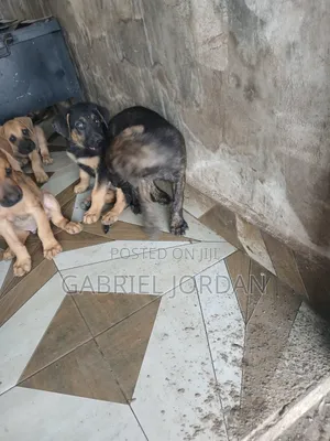 0-1 month Male Purebred Dog