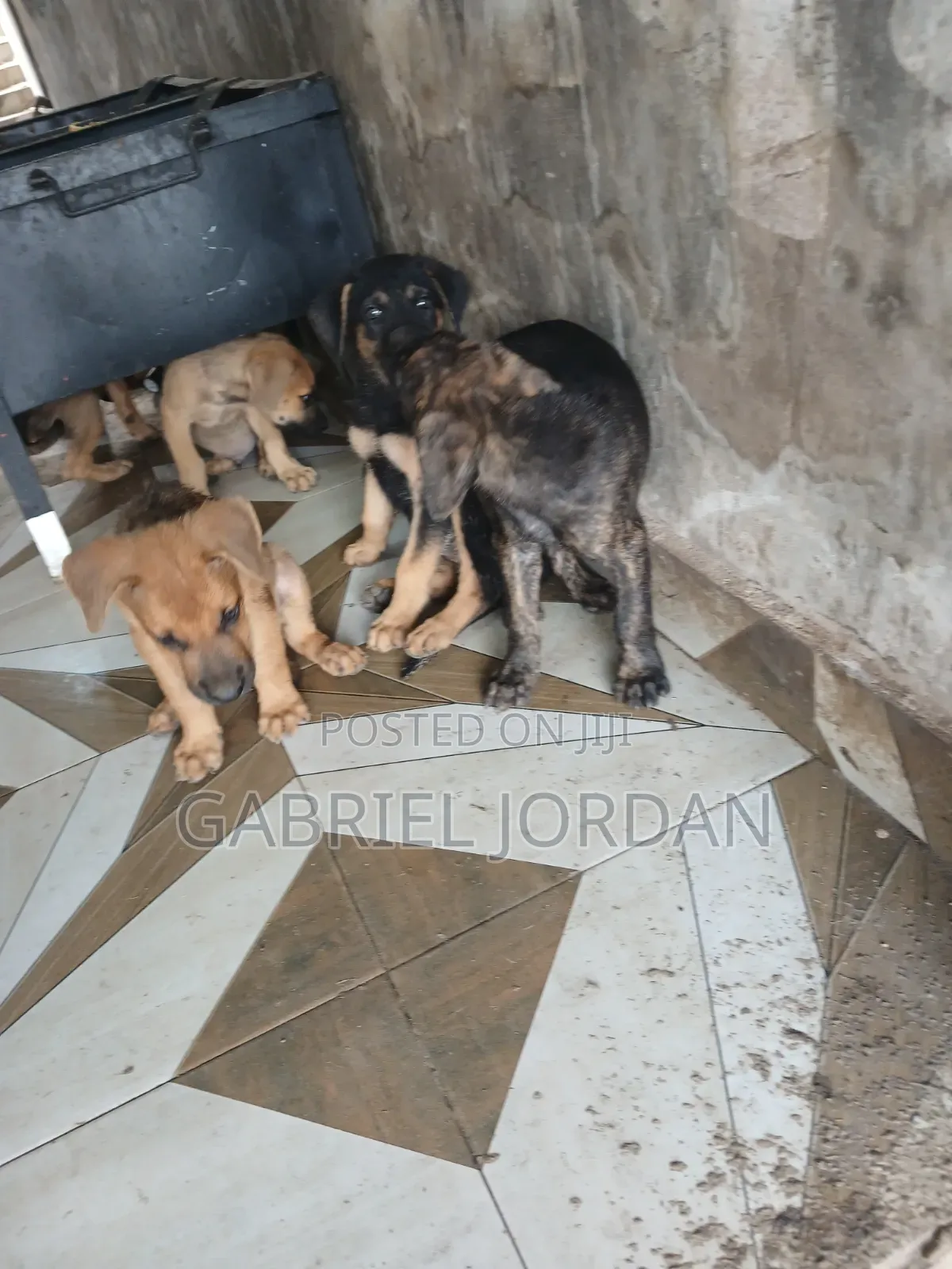 0-1 month Male Purebred Dog