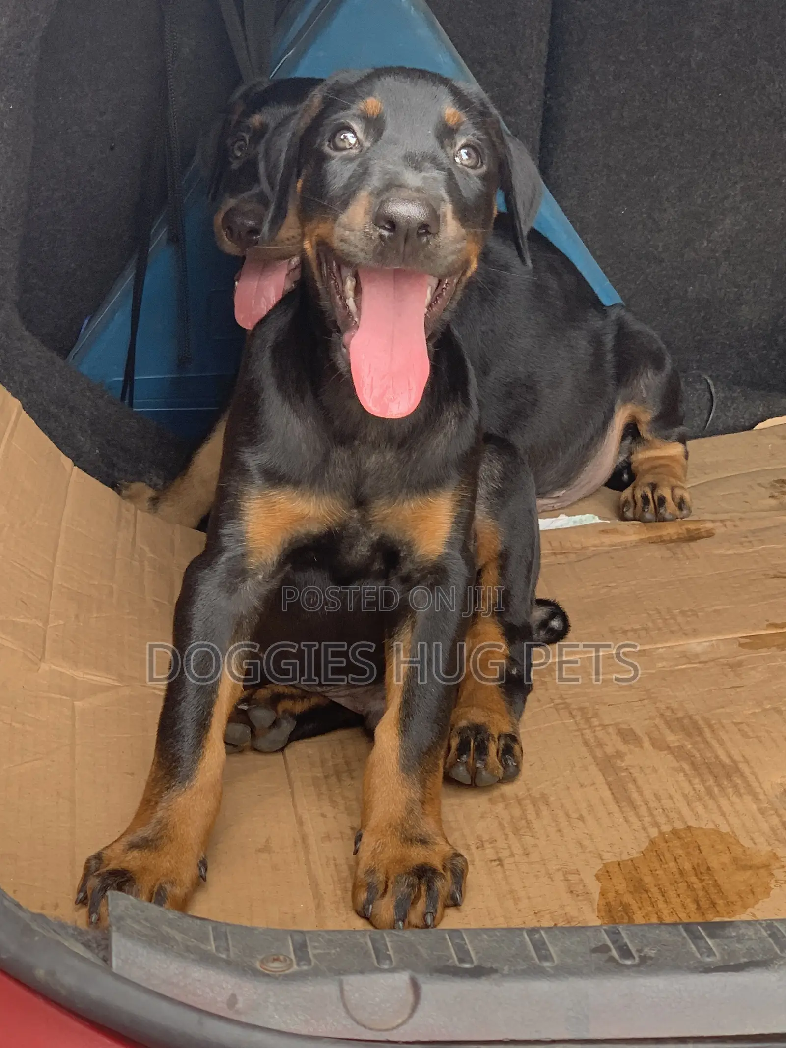 3-6 months Male Purebred Doberman Pinscher