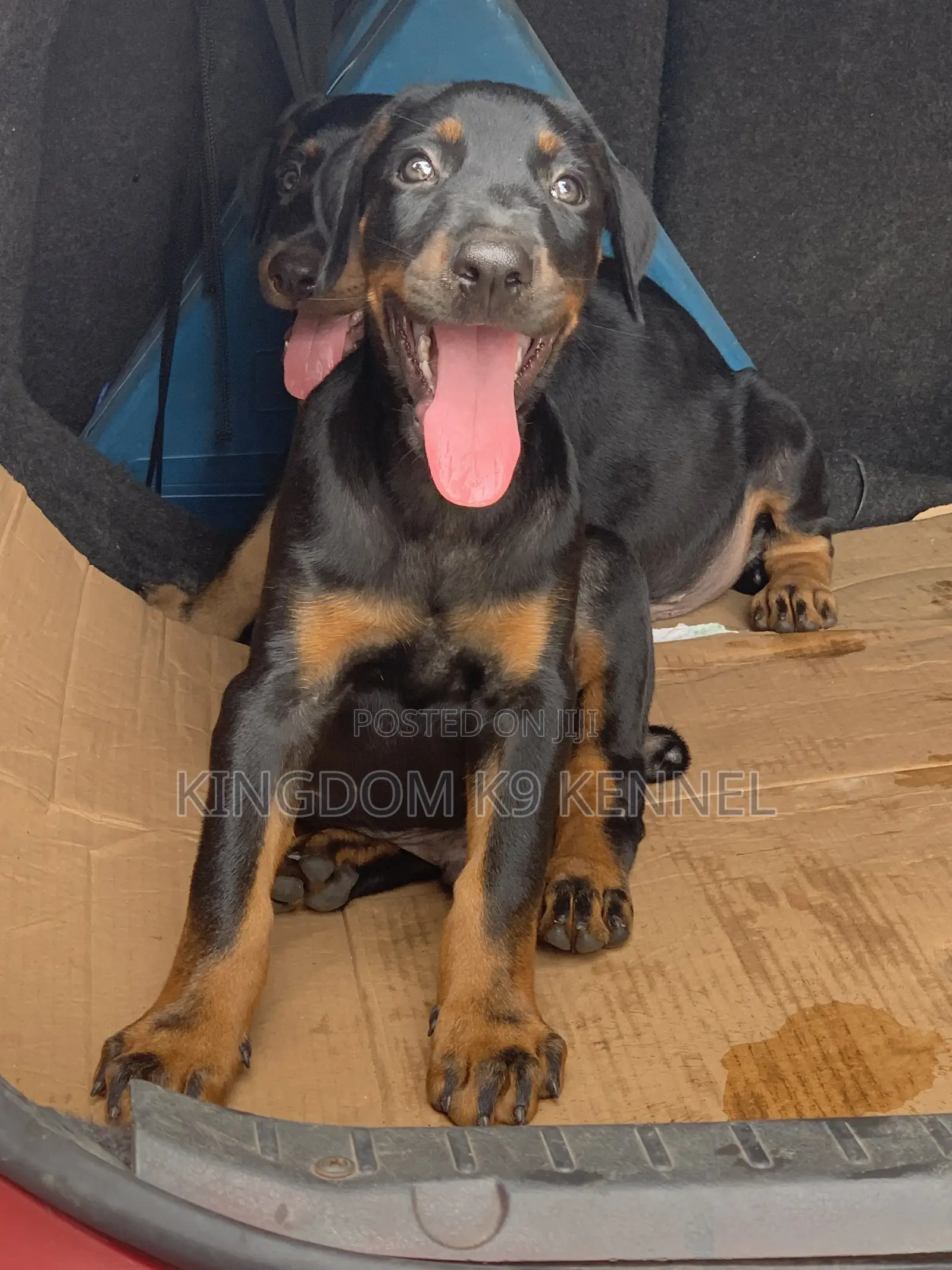 3-6 months Male Purebred Doberman Pinscher